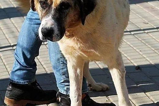 PLUTON duży, poczciwy, zrównoważóny pies szuka pra