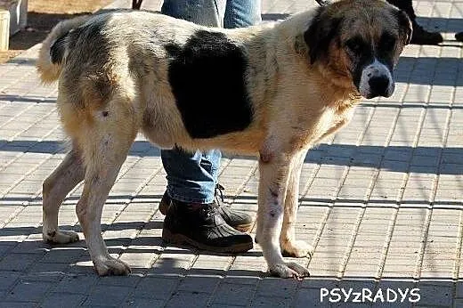 PLUTON duży, poczciwy, zrównoważóny pies szuka pra