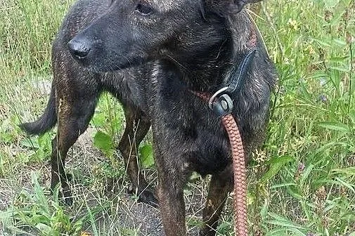 Nieśmiała Pelagia szuka domu, Śląskie, Bytom
