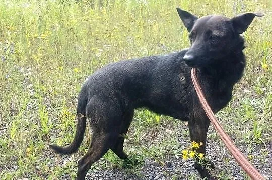 Nieśmiała Pelagia szuka domu, Śląskie, Bytom