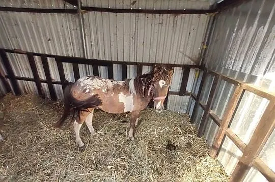 Kucyk ogierek, Pomorskie, Rywałd