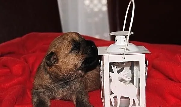 Szczenięta rodowodowe CAIRN TERRIER (FCI) po utytu