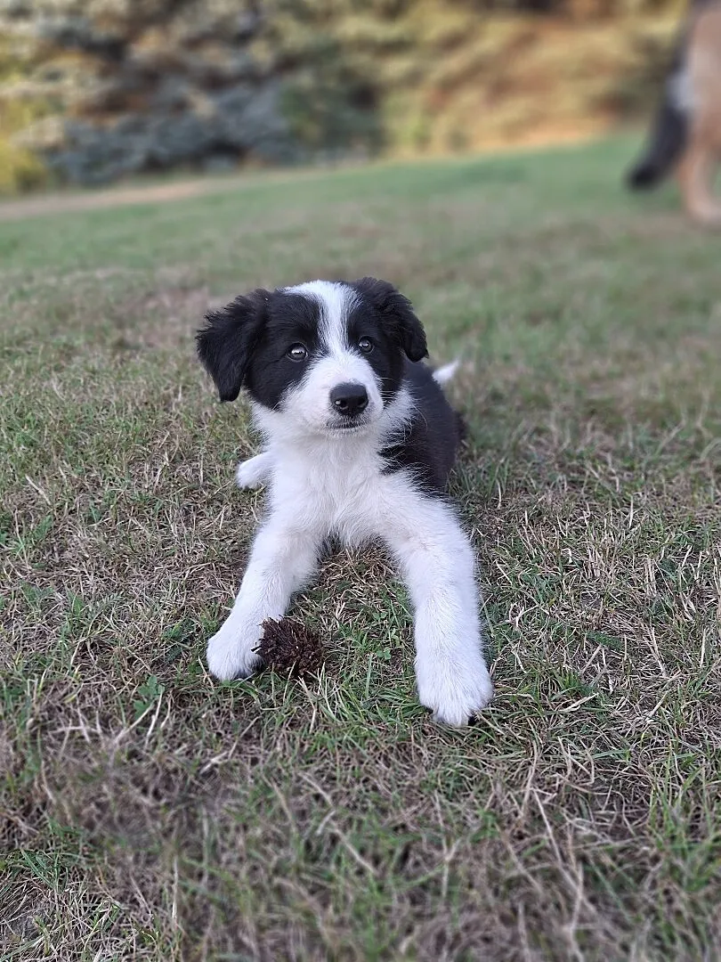 Border collie szczeniak, Śląskie, Mykanów