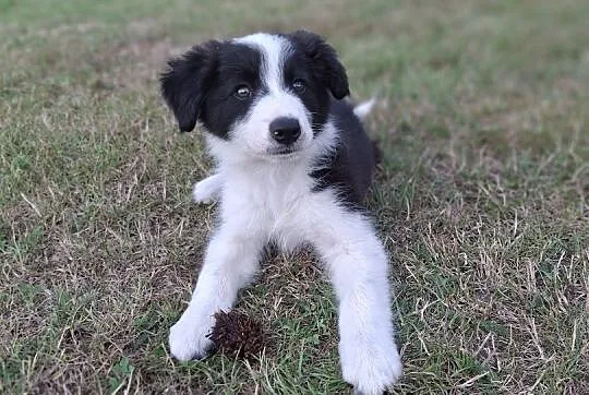 Border collie szczeniak, Śląskie, Mykanów