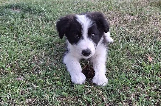 Border collie szczeniak, Śląskie, Mykanów