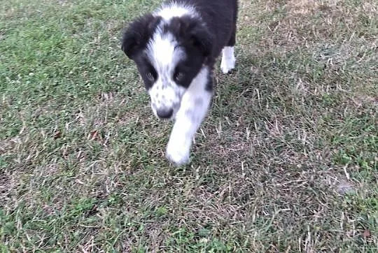 Border collie szczeniak, Śląskie, Mykanów