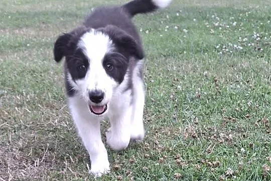 Border collie szczeniak, Śląskie, Mykanów