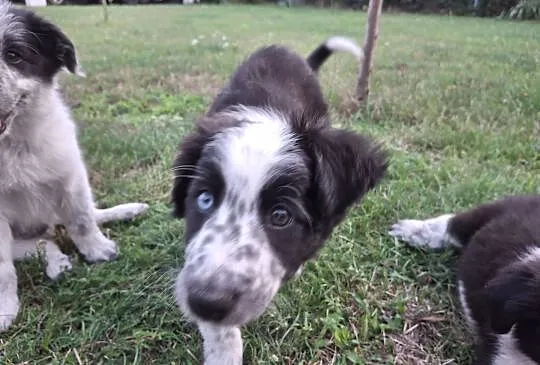 Border collie szczeniak, Śląskie, Mykanów