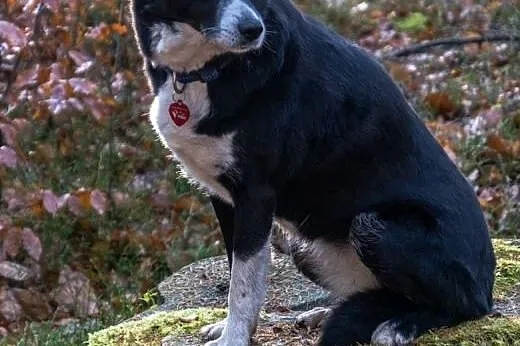 Maja szuka domu! :),  dolnośląskie Jelenia Góra