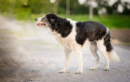 Masza - dostojna, spokojna suczka do pokochania!  Masza nie zaznała w życiu szczęścia. Zaniedbaną, smutną i głodną suczkę przepędzano z miejsca na miejsce, aż w końcu los się do niej uśmiechnął., , Wrocław