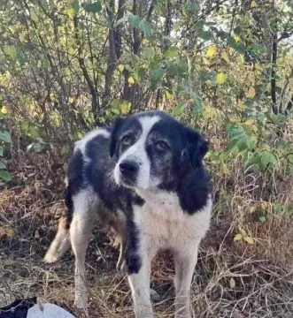 Masza - dostojna, spokojna suczka do pokochania!  Masza nie zaznała w życiu szczęścia. Zaniedbaną, smutną i głodną suczkę przepędzano z miejsca na miejsce, aż w końcu los się do niej uśmiechnął., , Wrocław