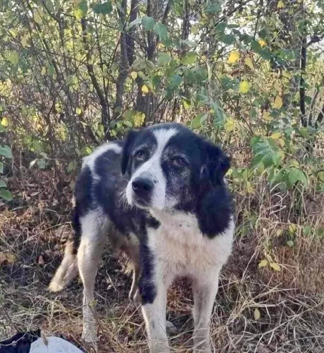 Masza - dostojna, spokojna suczka do pokochania! Masza nie zaznała w życiu szczęścia. Zaniedbaną, smutną i głodną suczkę przepędzano z miejsca na miejsce, aż w końcu los się do niej uśmiechnął., , Wrocław