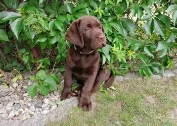 Labrador Retriever szczenieta czekoladowe, szczeniaki, , Zielona Góra