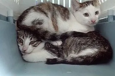 Bran&Lucy szukają domów! :),  dolnośląskie Jelenia Góra