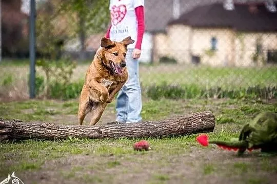 Gdy LEJLA za piłeczką fika - każdy problem znika! ;-), Śląskie, Katowice
