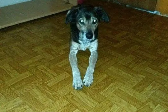 Dwa porzucone psiaki PILNIE szukają domu!
