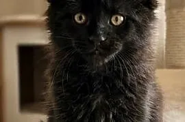 Maine coon kocurek