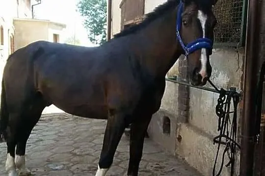 Pilna dzierżawa lub współdzierżawa, , 