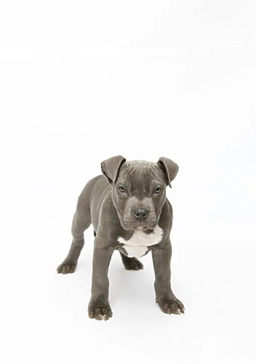 Szczeniaki Amstaff Bękitny