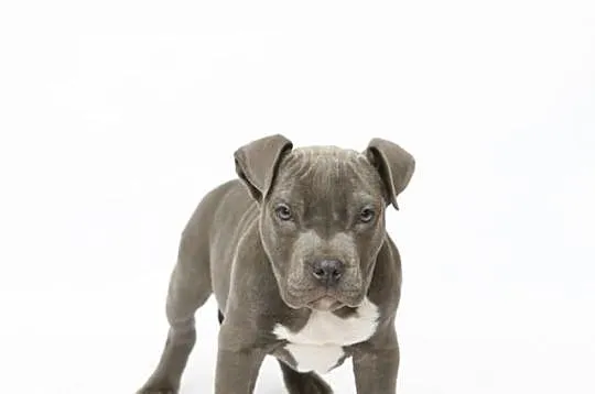 Szczeniaki Amstaff Bękitny