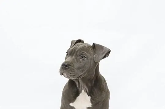 Szczeniaki Amstaff Bękitny