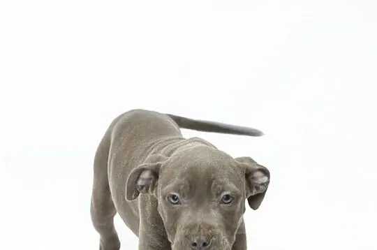 Szczeniaki Amstaff Bękitny