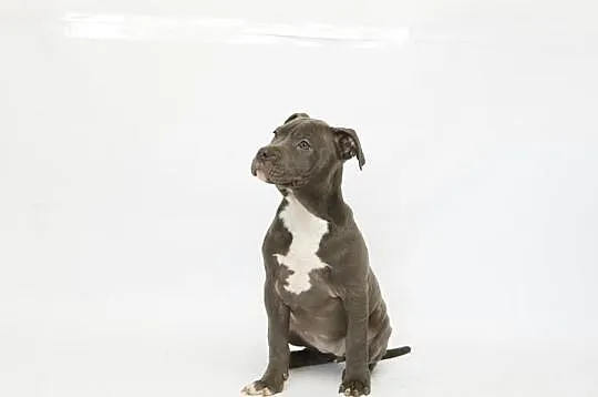 Szczeniaki Amstaff Bękitny