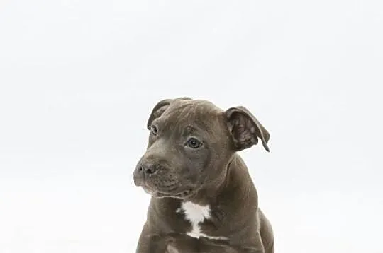 Szczeniaki Amstaff Bękitny