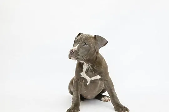 Szczeniaki Amstaff Bękitny