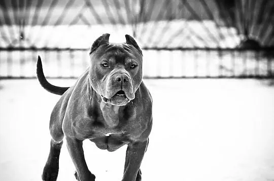 Szczeniaki Amstaff Bękitny