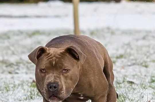 Szczeniaki Amstaff Bękitny