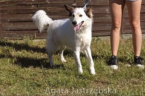 Puzel - biały elegant :),  warmińsko-mazurskie Ols