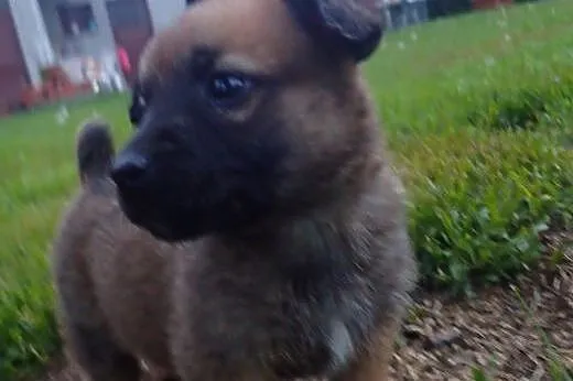 Mikrus szczeniak do adopcji docelowo średni FILMIK