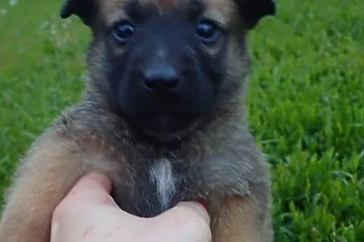 Mikrus szczeniak do adopcji docelowo średni FILMIK