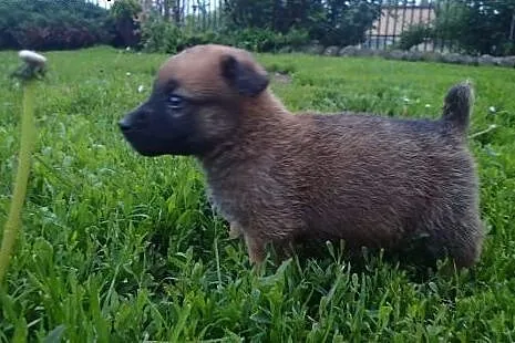 Mikrus szczeniak do adopcji docelowo średni FILMIK