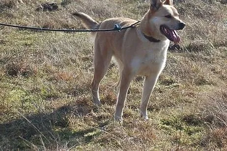 Diego- 3letni psiak do adopcji,  wielkopolskie Poz