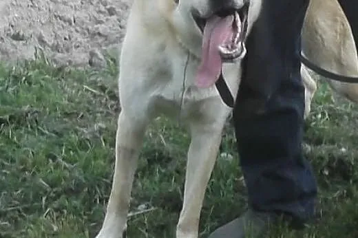 Diego- 3letni psiak do adopcji,  wielkopolskie Poz