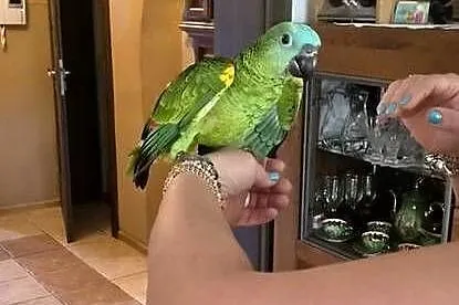 Amazonki Niebieskoczelne pupile ręcznie karmione, Mazowieckie, Sulbiny
