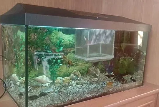 Akwarium aquael 55 litra+Rybki