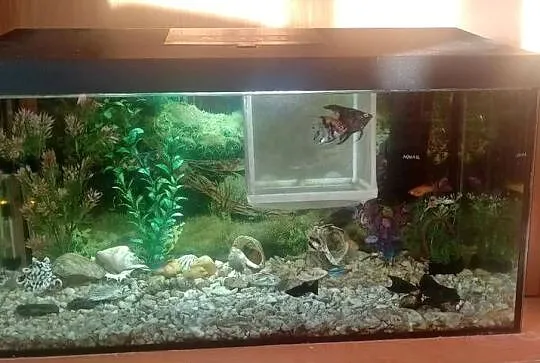Akwarium aquael 55 litra+Rybki, Świętokrzyskie, Czarzyzna