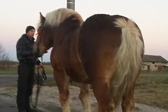 Stanówka ogierem zimnokrwistym