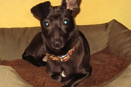 Perełka 4kg malenka,wysterylizowana,adopcja!!,  św