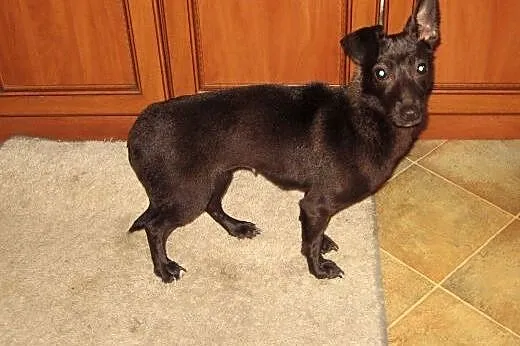 Perełka 4kg malenka,wysterylizowana,adopcja!!,  św