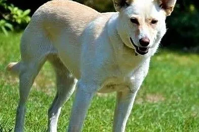 MILKA - piękna, biała sunia już tak długo szuka domu... ADOPTUJ, Mazowieckie, Warszawa