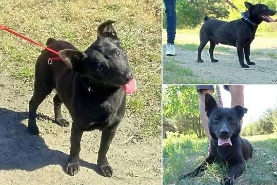 Romek- mały ciałkiem, wielki duchem- pilnie potrzebny mu dom, Łódzkie, Łódź