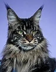 Kocur maine coon