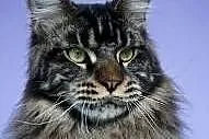 Kocur maine coon