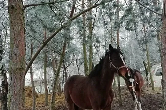 Ogier małopolski AA, , 