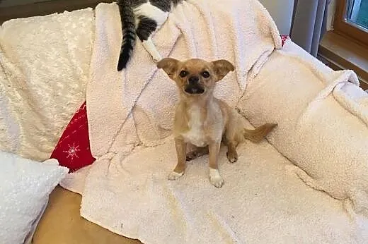 Figa - 7 miesięczna suczka do adopcji,  mazowiecki
