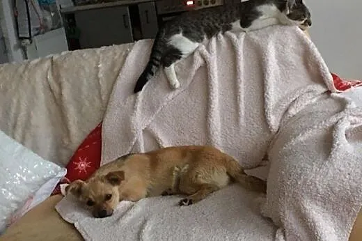 Figa - 7 miesięczna suczka do adopcji,  mazowiecki